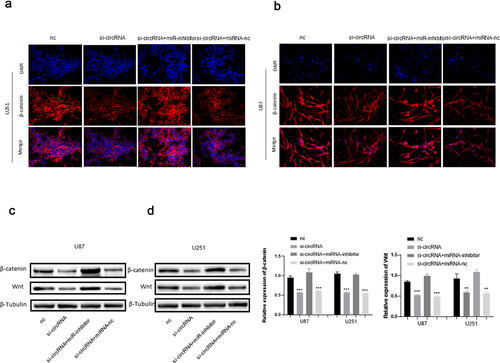 Figure 4. (a and b) The IF assay was used to detect the β-catenin expression. Scale bars = 20 μm.(c and d) The WB assay was used to determine wnt and β-catenin expression.