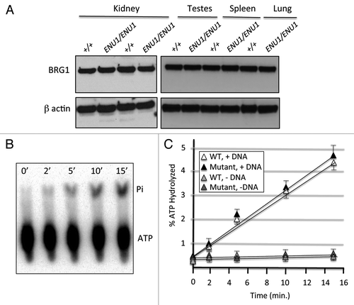 Figure 2. The BRG1 E1083G protein is stable and has full ATPase activity. (A) Western blot analysis of several organs from +/+ controls and ENU1/ENU1 mutants. Top panel, BRG1 immunoblot; bottom panel, β-actin immunoblot. (B) Representative image of TLC autoradiograph containing ATPase reactions at different time points. 32P-labeled γATP and hydrolyzed inorganic phosphate (Pi) are indicated. (C) Percentage of ATP hydrolyzed by wild type and E1083G mutant BRG1 proteins in the presence or absence of DNA. Each value represents the mean ± SE from 3 independent experiments. Differences between wild type and mutant samples are not significant.