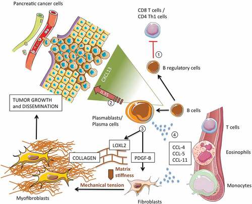 Figure 5. Contribution of B lymphocytes to pancreatic adenocarcinoma growth and dissemination.