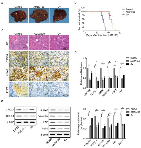 Figure 6. Blockade of CXCR4/TGF-β1 axis inhibits colorectal liver metastases and hepatic CAFs differentiation in vivo. (a) Macroscopic images of livers from nude mice administered with DMSO-, AMD3100- and Cy-pretreated HCT116 cells by tail vein injection. Arrows indicated metastatic tumor nodules. (b) Kaplan–Meier curves for overall survival of these CRC nude mice as described in A. (c) The histopathological analysis of hepatic metastatic tumor nodules (circled by lines) from these CRC nude mice as described in A by hematoxylin-eosin (H&E, scale bar = 500μm) and immunohistochemistry (IHC, scale bar = 100μm) staining. (d) The mRNA levels and (e) protein levels of CXCR4, TGF-β1, and CAFs in liver metastasis tissues from these CRC nude mice as described in A determined by qPCR and western blot analysis, respectively. The asterisks show difference significant as * p < .05 compared with the two groups showed by a horizontal line.