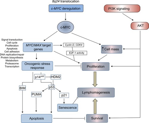 Figure 1 Pathways regulating proliferation, survival, and cell death in BL.Notes: BL is associated with chromosomal translocations that deregulate expression of the proto-oncogene c-MYC. Specifically, c-MYC increases cell size and cell proliferation in part through transcriptional induction of numerous genes including cyclin D, cyclin-dependent kinases, and E2F, which release cells from the G1/S cell cycle checkpoint regulated by RB/e2F. The capacity to regulate a vast array of cellular genes and drive cell proliferation is tempered by the induction of oncogene-induced apoptosis and senescence mediated by the ARF/p53 tumor suppressor pathway and “intrinsic” apoptosis. Intrinsic, or mitochondrial, apoptosis is regulated by pro-apoptotic BH3-only members of the BCL-2 family (for example, BIM and PUMA). These proteins activate the mitochondrial membrane proteins BAX and BAK to induce the release of cytochrome c from mitochondria into the cytoplasm and activation of the caspase cascade. At each point the effect of c-MYC can be regulated by cross-talk with other signaling pathways including the pro-proliferative, prosurvival PI3K/AKT pathway. The net outcome of cell cycle arrest and apoptosis versus proliferation and survival of B-cells carrying translocated c-MYC determines disease progression and lymphomagenesis.Abbreviations: PI3K, phosphoinositide 3-kinase; CDK4, cyclin-dependent kinase 4; HDM2, human double minute 2 homolog; PUMA, p53-upregulated modulator of apoptosis; BL, Burkitt’s lymphoma; RB, retinoblastoma; BH3, Bcl-2 homology 3; BCL-2, B-cell lymphoma 2.