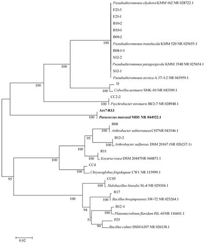 Figure 1. Phylogenetic tree based on 16S rRNA gene sequences showing the relationships of the isolates with related species.