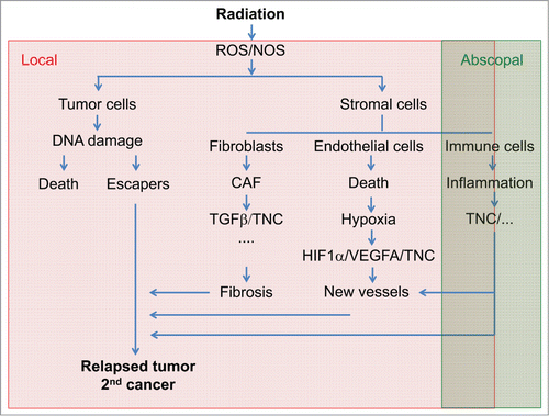 Figure 1. Consequences of irradiation on the tumor microenvironment and tenascin-C radiotherapy is the most frequent regimen used to treat solid cancers by inducing the production of reactive oxygen (ROS) and nitrogen (NOS) species causing DNA damage and cell death. Depending on the location and the tumor type radiotherapy is efficient in diminishing tumor volume and reducing tumor growth thus prolonging patient survival. However, radiotherapy may also trigger tumor relapse and second cancers that often are more aggressive and highly metastatic. Understanding the impact of radiotherapy on the different cell types within the tumor ecosystem may help to improve radiotherapy efficiency by designing new concepts for combinations with tailored chemotherapy. Ionizing irradiation induces conversion of fibroblasts into carcinoma associated fibroblasts (CAF) that express TGFβ among other soluble factors and several ECM molecules among them tenascin-C (TNC) which may be involved in triggering irradiation associated fibrosis. Radiotherapy also causes endothelial cell death and thus hypoxia which in turn triggers new vessel formation through angiogenesis, vasculogenesis and potentially intussuception thus allowing tissue reoxygenation. Hypoxia triggers VEGFA and tenascin-C which together may be instrumental in new vessel formation. Radiotherapy has also abscopal effects on immune cells causing inflammation and cell immunity. Tenascin-C expression might be triggered by radiation induced inflammation as had been seen in other inflammatory contexts. Altogether side effects of radiotherapy on the tumor microenvironment might promote tumor relapse and 2nd tumor formation where tenascin-C could be a molecule with high targeting potential.