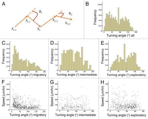 Figure 7 Distribution of turning angles in migratory versus exploratory cells. (A) Schematic illustrating the concept of turning angle ϑk. For simplicity we have represented it in two dimensions. However, it should be considered a turning kernel since it is defined by the x, y and z coordinates. (B–E) Distribution of turning angles for the mixed population (B), migratory (C), intermediate (D) and exploratory (E) neuroblasts. (F–H) Scatter diagrams plotting the turning angle (X axis) and the corresponding speed at that point (Y axis) in migratory (F), intermediate (G) and exploratory (H) neuroblasts.