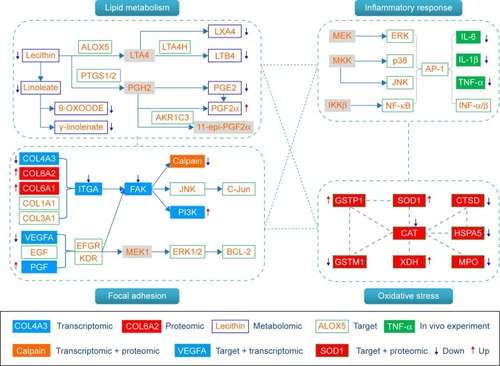 Figure 7 Comprehensive analysis of the potential targets of BJF, transcriptomics, proteomics, and metabolomics regulations in lung tissues of BJF-treated rats.