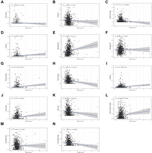 Figure 6 Correlation analysis showed that 14 kinds of immune cells are significantly related to the risk score of lung cancer patients. (A) B cells memory. (B) B cells naive. (C) Dendritic cells resting. (D) Eosinophils. (E) Macrophages M0. (F) Macrophages M2. (G) Mast cells activated. (H) Mast cells resting. (I) Neutrophils. (J) NK cells resting. (K) Plasma cells. (L) T cells CD4 memory activated. (M) T cells follicular helper. (N) T cells regulatory (Tregs).