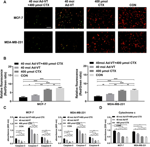 Figure 4 Detection of the apoptosis pathway in BC cells induced by the combination of Ad-VT and cyclophosphamide. (A) The changes in red and green fluorescence in MCF-7 and MDA-MB-231 cells after JC-1 staining were observed with a fluorescence microscope. (B) The absorbance was measured at 435 nm and 585 nm after JC-1 staining. (C) Detection of the activity of caspases and cytochrome c in MCF-7 and MDA-MB-231 cells. (D) Detection of the activity of cytochrome c in MCF-7 and MDA-MB-231 cells. Data are representative of three independent experiments (n = 3). The scale bar equals 100μm. *P < 0.05, **P < 0.01, ***P < 0.001.