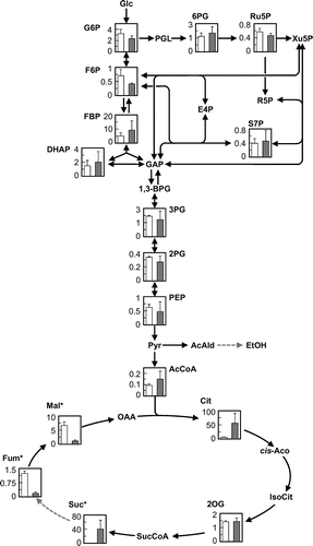 Fig. 3. Metabolic profiles of the S149 and S149sdh12 strains as analyzed by CE-TOFMS.Note: The intracellular metabolite level (Y-axis, μmol g of dry cell−1) in the S149 (left, white bar) and S149sdh12 (right, gray bar) strains is shown. Average ± standard deviation for three independent culture experiments is shown. Asterisks indicate that the intracellular content was significantly different between the S149 and S149sdh12 strains. Glc, glucose; G6P, glucose-6-phosphate; F6P, fructose-6-phosphate; FBP, fructose-1,6-bisphosphate; DHAP, dihydroxyacetone phosphate; GAP, glyceraldehyde-3-phosphate; 1,3-BPG, 1,3-bisphosphoglycerate; 3PG, 3-phosphoglycerate; 2PG, 2-phosphoglycerate; PEP, phosphoenolpyruvate; Pyr, pyruvate; AcCoA, acetyl-CoA; AcAld, acetoaldehyde, EtOH, ethanol; PGL, phospho-glucono-1,5-lactone; 6PG, 6-phosphoglycerate; Ru5P, ribulose-5-phosphate; Xu5P, xylulose-5-phosphate; R5P, ribose-5-phosphate; S7P, sedoheptulose-7-phosphate; E4P, erythrose-4-phosphate; Cit, citrate; cis-Aco, cis-aconitate; IsoCit, isocitrate; 2OG, 2-oxoglutarate; SucCoA, succinyl-CoA; Suc, succinate; Fum, fumarate; Mal, malate; OAA, oxaloacetate.