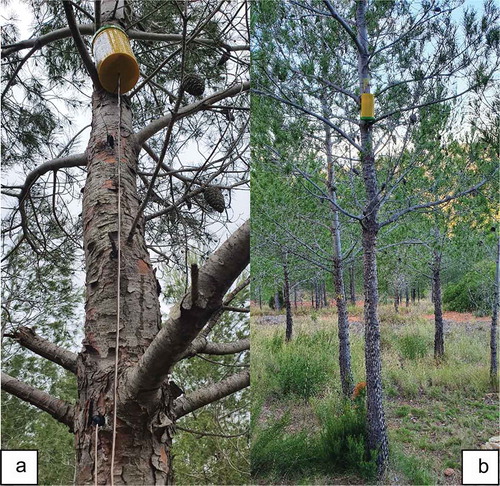 Figure 2. Short-term data-acquisition emplacement in a selected tree. Close vision of the watertight capsule (a). Overview of the installation (b)