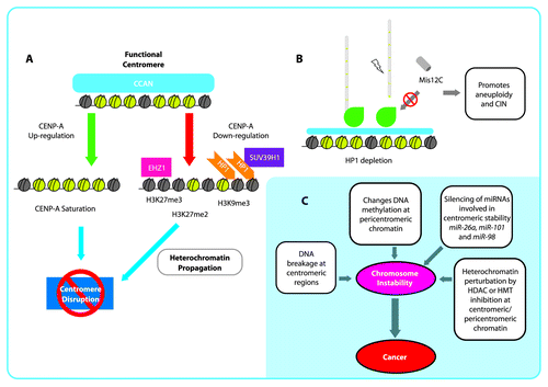 Figure 2. Epigenetic disruption of the centromere and implications for chromosomal instability (CIN). (A): Schematic representation of centromere disruption pathways by CENP-A upregulation and heterochromatization. B: HP1 depletion causes that localization of Misc12C to the kinetochore is reduced, which may promote microtubule misincorporation and kinetochore unsteadiness generating aneuploidy and CIN. C: Chromosomal instability generated by different mechanisms at centromeric and pericentromeric regions as a plausible early cause of cancer.