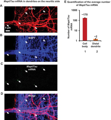 Figure 8. Fluorescence in situ hybridization reveals the majority of Mapt/Tau mRNA in the cell body with a minority in distal dendrites. (a-d) Mapt/Tau mRNA in rat hippocampal neurons (DIV 21–25) cultured in MFCs monitored by FISH with a rat Mapt/Tau mRNA probe. Axons and dendrites were visualized by immunostaining with pan-MAPT antibody K9JA (blue, b) and anti-MAP2 antibody (red, a) respectively. Images of the dendrites on the neuritic side are shown. Note that Mapt/Tau mRNA (green puncta, c) can be found in distal dendrites. Arrows indicate a sparse distribution of Mapt/Tau mRNA in distal dendrites. Scale bar: 5 µm. (e) Quantification of the average number of Mapt/Tau mRNA puncta in the cell body (~ 170) vs a distal dendrite (~ 2). Error bars, SEM from n = 45 cell bodies and 106 distal dendrites from 3 individual experiments.