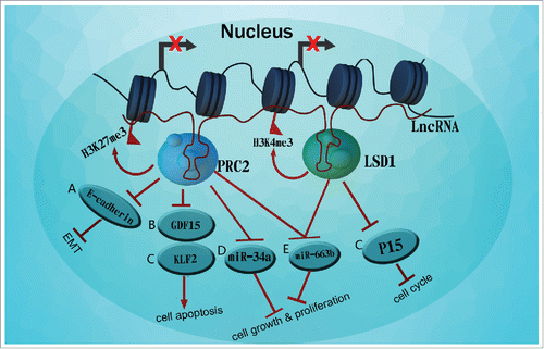 Figure 2. LncRNAs contribute to the epigenetic regulation of pancreatic cancer tumorigenesis, A. EZH2(one unit of PRC2 complex) recruited by MALAT-1 and suppresses E-cadherin expression through increasing H3K27me3 at the E-cadherin promoter, B. HOTAIR increases interaction of EZH2 with GDF15 promoter region, C. IRAIN binds to EZH2 and LSD1 complexes and repress two key tumor suppressors, KLF2 and P15. D. HOTAIR guides EZH2 to target the tumor suppressor miR-34a, E. HOTAIR suppresses tumor suppressor miR-663b in pancreatic cancer cells by LSD1 and PRC2 modification on H3K4me3 or H3K27me3 of miR-663b promoter.