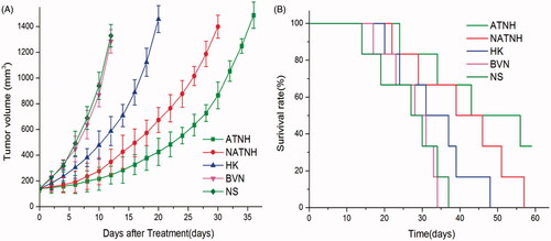 Figure 3. ATNH inhibited tumor growth in subcutaneous HNE-1 model. (A) Suppression of subcutaneous tumor growth by ATNH in mice. (B) Survival curve of mice in each group.