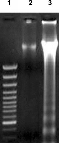 FIG. 2 DNA fagmentation in avian lymphocytes exposed to 10−5 M of deltamethrin. After treatments, DNA was harvested and 20 μg per sample electrophoresed over a 1% agarose gel. Lane 1: GeneRuler 100 bp DNA Ladder Plus Marker; Lane 2: DNA from control cells; Lane 3: DNA from cells after exposure to deltamethrin.