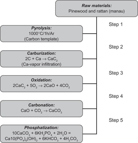 Figure 7 A processing scheme to convert wood hierarchical structures to new biomimetic hydroxyapatite scaffolds. Copyright (c) 2009, Royal Society of Chemistry. Tampieri A, Sprio S, Ruffini A, Celotti G, Lesci IG, Roveri N. From wood to bone: multi-step process to convert wood hierarchical structures into biomimetic hydroxyapatite scaffolds for bone tissue engineering. J Mater Chem. 2009;19:4973–4980.