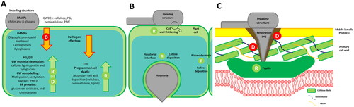 Figure 2. A. Plant Cell Wall (CW) dynamics associated with the zig-zag model of plant immunity. Glycan-related Pathogen-Associated Molecular Patterns (PAMPs), including complex carbohydrates in fungal and oomycete CWs (chitin, β-glucans) and their cell wall degrading enzymes (CWDEs), initiate PAMP-Triggered Immunity (PTI). Additionally, the hydrolytic activity of CWDEs releases endogenous molecules recognized as damage-associated molecular patterns (DAMPs), triggering DAMP-Triggered Immunity (DTI). PTI and/or DTI induce plant CW remodeling and pathogenesis-related (PR) proteins expression (e.g., plant glycosyl hydrolases targeting pathogen structures). However, pathogen-secreted proteins can limit and suppress PTI/DTI responses. In turn, plants can counteract with effector-triggered immunity (ETI) response, inducing lignification and programmed cell death. B Shows CW thickening and callose deposition localization in the plant cell upon PTI/DTI triggering. C Details papilla localization between the plasma membrane and plant CW to block pathogen penetration. Letters represent processes related to degradation (D) and remodeling (R), associated with the plant (green) or the pathogen (red).