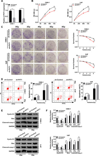 Figure 2 PVT1 regulated cell proliferation, apoptosis and radioresistance in NPC cells. (A) The expression level of PVT1 in NPC cells infected with sh-PVT1 or sh-Control was detected by qRT-PCR. (B) CCK8 assay was utilized to evaluate cell proliferation. (C) Colony formation assay was hired to analyze the survival fractions of C666-1 and 5–8F cells under different irradiation doses (0, 2, 4, 6 and 8 Gy). (D) Flow cytometry assay was performed to check apoptosis of infected NPC cells under different irradiation doses (0 and 8 Gy). (E and F) The protein levels of Cyclin D1, Bax and Cleaved-casp-3 in infected NPC cells under different irradiation doses (0 and 8 Gy) were measured by Western blot. *P < 0.05.