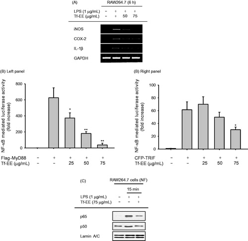 Figure 2. Effect of Tf-EE on transcriptional activation during TLR signaling. (A) mRNA levels of iNOS, COX-2, and IL-1β in RAW264.7 cells were measured by RT-PCR. (B) NF-κB activation was determined in NF-κB Luc and β-gal plasmid co-transfected HEK293T cells in the absence or presence of CFP-TRIF or Flag-MyD88. Luciferase activity was measured using a luminometer. (C) The levels of p65, p50, and lamin A/C in the nuclear fraction were determined by immunoblotting. NF: nuclear fraction. *p < 0.05 and **p < 0.01 compared with control.