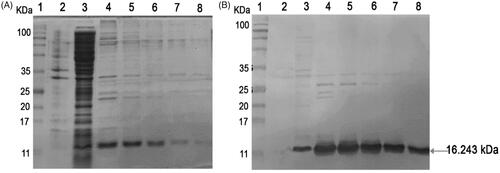Figure 4. Soluble 3A102 VH expression and purification. (A) SDS-PAGE analysis of soluble 3A102 VH expressed in E. coli shuffle strains. Protein marker (MW, lane 1), total protein in pellet (lane 2), soluble fraction in cytoplasm (lane 3), and purified 3A102 VH in Eluted fractions 1–5 as lane 4–8, respectively. (B) Western blot analysis of the soluble 3A102 VH. Pre-stained protein marker (lane 1), total protein in pellet (lane 2), soluble fraction in the cytoplasm (lane 3), and purified 3A102 VH in Eluted fractions 1–5 as lane 4–8, respectively.