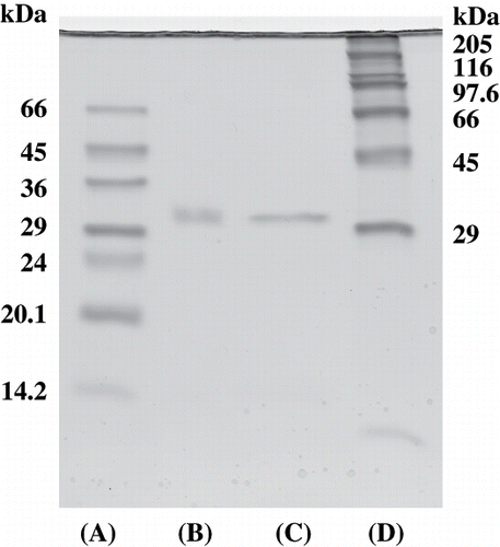 Figure 4 SDS-polyacrylamide gel electrophoresis of molecular weight markers and purified viscous protein from yam (D. opposita Thunb.) tuber mucilage tororo. (A) Low molecular weight markers; (B) purified protein without reducing reagent; (C) purified protein with reducing reagent; (D) High molecular weight markers.