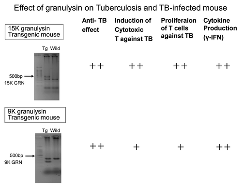 Figure 4. The establishments of 15K granulysin transgenic mice and 9K granulysin transgenic mice. The efficacies of 15K granulysin transgenic mice and 9K granulysin transgenic mice on TB infection were summarized in this Figure. An anti-TB effect, the induction of CTL against TB, the proliferation of T cells against TB and γ-IFN production were augmented in these transgenic mice, compared with wild type C57BL/6 mice.