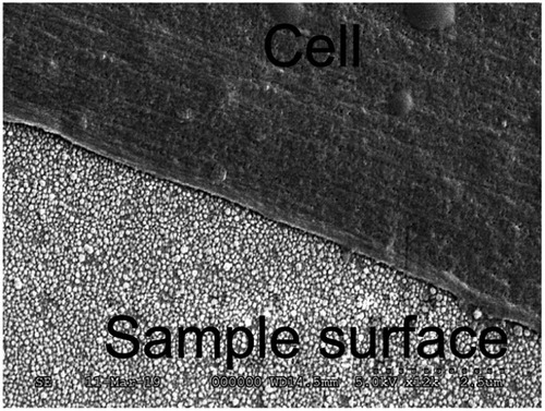 Figure 7 SEM image of DPSC on Ag-Np implanted Ti surface.Abbreviations: DPSC, dental pulp stem cell; SEM, scanning electron microscope.
