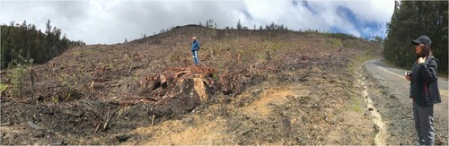 Figure 3. A student surveys a logging coupe in the Styx Valley (photo by Gabi Mocatta).