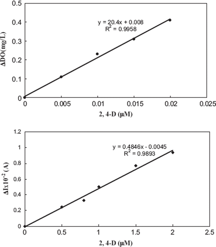 Figure 5. Calibration curves of Type I (a) and Type II (b) biosensors for 2,4-D [Working conditions for Type I biosensor: Amounts of laccase activity, gelatin, and percentage of glutaraldehyde were kept constant as 4 U, 10 mg, and 2.5%, respectively. 0.05 M pH 4.5 acetate buffer containing 10 μM HBT, T = 35°C. Working conditions for Type II biosensor: Amounts of laccase activity, gelatin, and percentage of glutaraldehyde were kept constant as 4 U, 0.2 mg, and 2.5%, respectively. 0.05 M pH 4.5 acetate buffer containing 10 μM HBT, T = 35°C, working potential = −0.7 V].