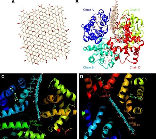 Figure 5 3×3 nm GO nanosheet modified with carboxyl functional moieties (A), the docked site (B), two rotational views of docked pose (C, D).Abbreviation: GO, graphene oxide.