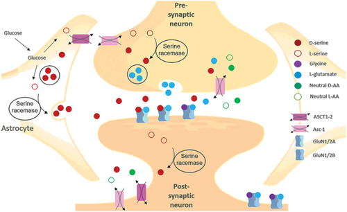Figure 6. Serine shuttle pathway and D-serine transport mechanism in astrocytes and neurons.
