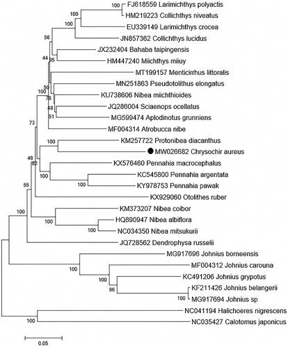 Figure 1. Maximum-likelihood (ML) tree of 27 Sciaenidae species based on 13 PCGs, two Labridae species are selected as outgroup. The bootstrap values are based on 1000 resamplings. The number at each node is the bootstrap probability. The number before the species name is the GenBank accession number. The genome sequence in this study is labeled with a black dot.