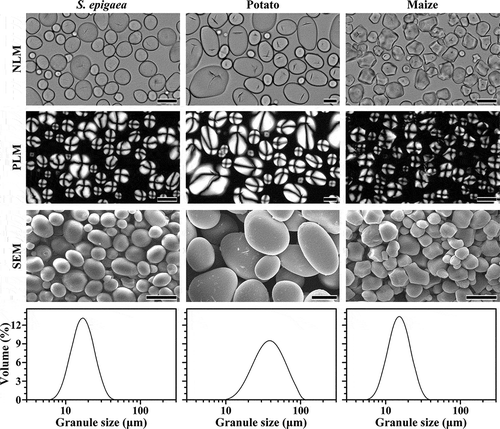 Figure 1. Morphology of starch granules under normal light microscope (NLM), polarized light microscope(PLM), and scanning electron microscope (SEM) and their size distribution. Scale bar = 20 μm.
