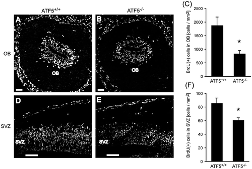 Fig. 4. Reduced number of proliferating interneuron progenitors in ATF5–/– mice.