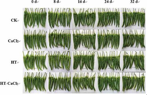 Figure 1. Appearance quality of the peppers treated with CaCl2, HT, and HT-CaCl2 for 32 days at 8°C