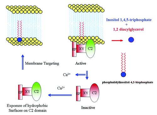 Figure 1. Model for the plant PI-PLC functioning. Plant PI-PLC under low calcium levels are rendered inactive by disassociation from the membrane. Upon calcium stimulus, the C2 domain acts as a switch by exposing hydrophobic surfaces and causing binding with the membrane.