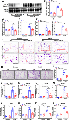 Figure 5 Conditional knockout of SIRT6 in macrophages attenuated PM2.5-induced inflammatory responses in mice. The expression of SIRT6 in the lung tissue was assessed by Western blot (A). The number of total cells (B), macrophage (C), neutrophil (D), lymphocytes (E) and eosinophil (F) in the BALF were measured by Flow cytometry. Representative images of macrophages and neutrophils in the BALF were analyzed using Giemsa’s staining (G, Scale bar: 100 μm). Representative images of lung sections with hematoxylin and eosin (H&E) staining (H, Scale bar: 100 μm). Semi quantification of inflammation expression in the lungs were performed using Image Pro 6.1 software (I). Il6, Tnf-α, Cxcl1 and Cxcl2 mRNA expression in lung homogenate were measured by QPCR (J–M). Protein concentrations of cytokines above in lung homogenate were measured by ELISA (N–Q). Data are presented as Mean ± SEM of three independent experiments (n=6 for each group). *P<0.05 and **P<0.01.