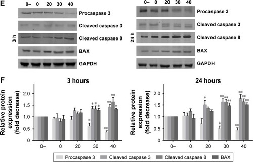 Figure 4 Au–Ag@PDA NPs induced apoptosis at 3 and 24 hours after photothermal treatment with a power density of 1 W/cm2 for 4 minutes in T24 cells.Notes: (A) Effects of Au–Ag@PDA NPs on cell apoptosis detected by FCM. (B) Summary of the apoptosis assay results displayed as percentages of cells in different cell death stages: necrosis, late apoptosis, early apoptosis, and live cells. (C) Morphological changes evaluated using Hoechst 33342 staining. (D) Expression levels of cell apoptosis-regulated genes detected by real-time PCR and normalized to β-actin. (E) Expression levels of cell apoptosis-regulated proteins determined by Western blot. GAPDH was used as the loading control. (F) Quantification of protein levels compared with the 0- control group (mean±SD; n=3). *P<0.05, **P<0.01, ***P<0.001 vs 0 group. (0-: 0 µg+no laser, 0: 0 µg+laser, 20: 20 µg+laser, 30: 30 µg+laser, 40: 40 µg+laser).Abbreviations: FCM, flow cytometry; NPs, nanoparticles; PDA, polydopamine.