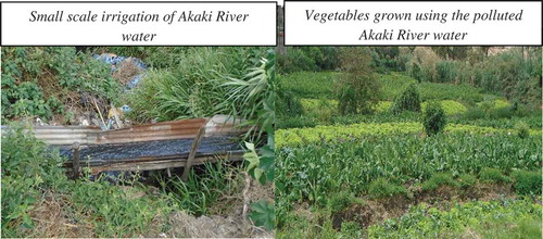 Figure 3. Urban agriculture using badly polluted water in Akaki River Basin. Polluted water (left) and sample vegetables grown (right)