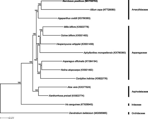 Figure 1. RAxML output tree with bootstrap consensus values based on 14 complete chloroplast genome sequences. The numbers at each node indicate bootstrap support. GenBank accession numbers are given in brackets. Text in bold shows the chloroplast genome developed in this study. Families of the sampled taxa are shown on the right.