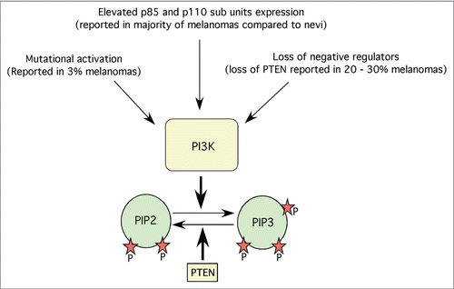 Figure 2 Mechanisms regulating PI3K pathway in melanoma. PI3K is one of the key proteins involved in the development of melanoma. PI3K expression and activities are regulated by mutational activation, elevated protein expression and loss of negative regulators such as PTEN. Activated PI3K converts PIP2s in to PIP3s, which in turn binds to plextrin homology domains of various kinases such as Akt thereby helps in the translocation of these proteins to cell membranes.