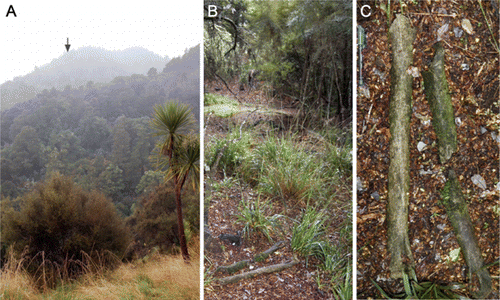 Figure 1 Location of moa bones on Aorangi Awarua, Ruahine Range. A, View north from grassy clearing at NZTM E1861800/N5609600 showing approximate location of moa bones (arrowed). B, Two North Island giant moa (Dinornis novaezealandiae) tibiotarsi (foreground), photographed in situ, and a view of the immediate environment around the bones. C, Closer view of the two in situ D. novaezealandiae tibiotarsi with pen (145 mm) for scale.