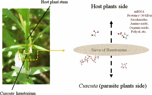 Figure 6.  Scheme of chemical translocation between Cuscuta and host plant. Sieve of Cuscuta haustorium allows translocation of metabolites and proteins less than 30 kDa.