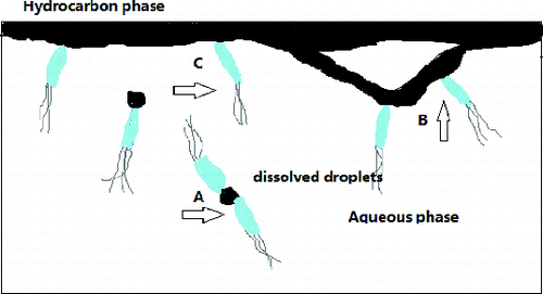 Figure 1. Three modes of hydrocarbon uptake by microorganisms with a petroleum oil phase floating on the aqueous phase.
