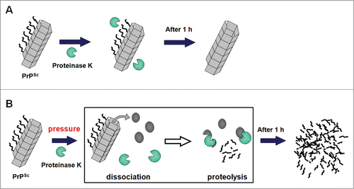 Figure 4. Illustration of the molecular events in the PK-treatment of rHaPrPres fibrils. (A) At 0.1 MPa, where no dissociation of fibrous rHaPrPres takes place, only the flexible N-terminal segments (residues 23 to 140) are cleaved off by proteinase K, leaving the fibril consisting only of the core parts (residues ∼141 to 231). (B) At high pressures (100–400 MPa), fibrous rHaPrPres dissociates into monomeric rHaPrP one by one, which is then readily degraded by proteinase K.