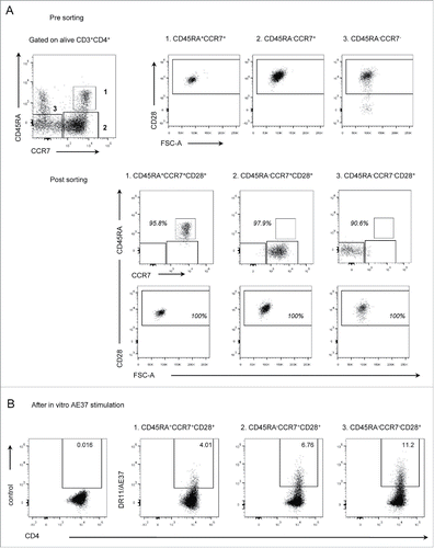 Figure 3. Assessment of DR11/AE37 CD4+ T cells in naive and memory subsets. (A) Purified naive and memory CD4+ T cell populations were isolated from circulating peripheral lymphocytes, from patient PR14, 4 y post-vaccinations by FACS cell sorting. Sorting strategy included separation of three defined CD4+ T cells subsets: (1) naive (CD45RA+CCR7+CD28+) and memory subsets (2) CM (CD45RA−CCR7+CD28+) and (3) EM (CD45RA−CCR7−CD28+). (B) Sorted populations were stimulated in vitro with the AE37 peptide and assessed at day 8 with DR11/AE37 tetramer as in Fig. 1.