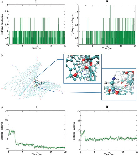 Figure 6. (a) Hydrogen bonding between the TXL and Gly–NGOs during MD simulation process. More hydrogen bonding interaction is lower temperature (I) are observable. (b) Representative hydrogen bonding interaction between the TXL and Gly–NGOs. Both OH moiety of the NGO and O of the Gly have contribution in the hydrogen bonding interaction with the TXL. (c) Distance between centre of mass of the two Gly–NGO sheets during MD simulation process. I and II are implying to 37 and 42 °C, respectively. At lower temperature the sheets have shorter distance. At higher temperature the sheets prefer to separate from each other.