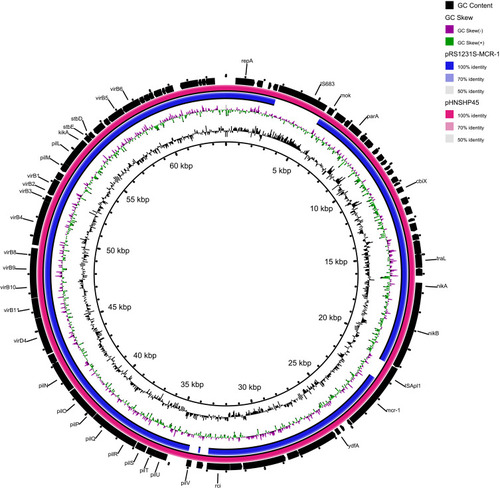 Figure 2 Plasmid comparison of pRS1231-S-MCR-1.1 and pHNSHP45 (Accession Number: KP347127.1). From the inner to outer ring: The inner ring represents the length scale. The second ring represents GC content. The third ring represents GC skew. The fourth ring with blue color represents the plasmid sequence of pRS1231-S-MCR-1.1. The fifth ring with pink color represents the sequence of pHNSHP45. The outer ring with black color represents the coding DNA sequences (CDSs) of pHNSHP45.