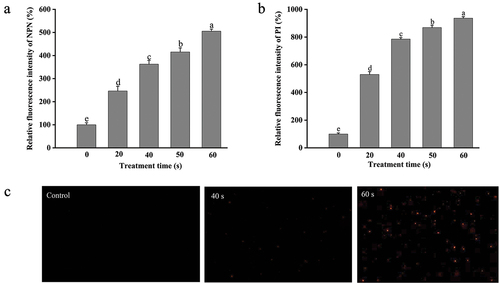 Figure 5. Alteration of the cell membrane permeability of DBD plasma-treated and untreated E. coli O157:H7 cells. (a) Relative fluorescence intensity of NPN (%); (b) relative fluorescence intensity of PI (%); (c) fluorescence microscopic images of E. coli O157:H7 stained with PI (400 ×). Error bars mean standard deviation for three repetitions. Means labeled with the same letters are not significantly different according to the LSD test at p = .05.
