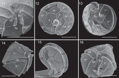 Figs 11–16. Scanning electron micrographs of vegetative cells of Bysmatrum subsalsum from French strain TIO406 (11) and Malaysian strain TBBYS02 (12–16). Fig. 11. The sulcus showing the anterior sulcal plate (Sa), left sulcal plate (Ss), right sulcal plate (Sd), posterior sulcal plate (Sp), the right sulcal list (R.s.l.), the left sulcal list (L.s.l.) and the internal sulcal list (i.s.l.). Fig. 12. Apical view showing four apical plates (1′–4′), three anterior intercalary (1a, 2a and 3a) plates and seven precingular plates (1′′–7′′). Fig. 13. Antapical view showing five postcingular plates (1′′′–5′′′) and left and internal sulcal lists. Fig. 14. Right lateral view showing the first apical plate. Fig. 15. Internal view showing six cingular plates (C1–C6). Fig. 16. Ventral view showing Sa, Ss, Sd, Sp plates, and L.s.l. (arrow), i.s.l. (arrowhead). Scale = 10 μm.