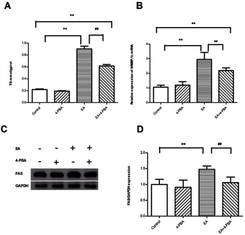 Figure 7 Effects of EA exposure on fat accumulation of human mature adipocytes. (A) TG content. (n=6); (B) relative expression of SREBP-1c mRNA. (n=6); (C) representative FAS Western blots. (D) Quantification of the Western blot membranes for FAS. (n=3); Data are presented as means ± SD; Compared to control group **P<0.01; compared to EA group ##P<0.01.